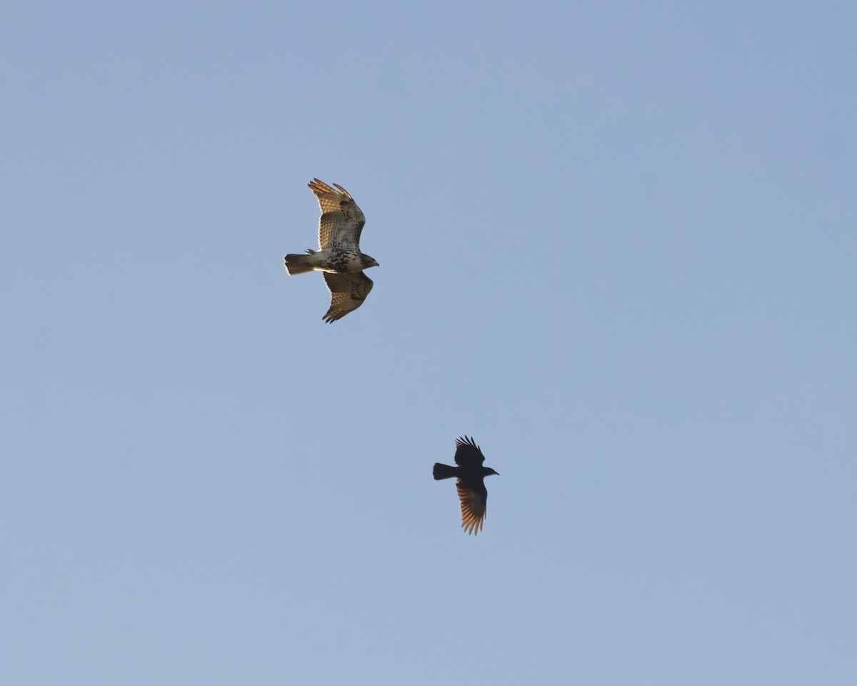 Red-tailed Hawk - ML646182835