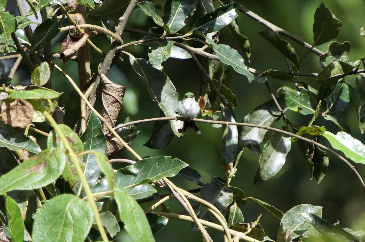 White-booted Racket-tail - ML646182843