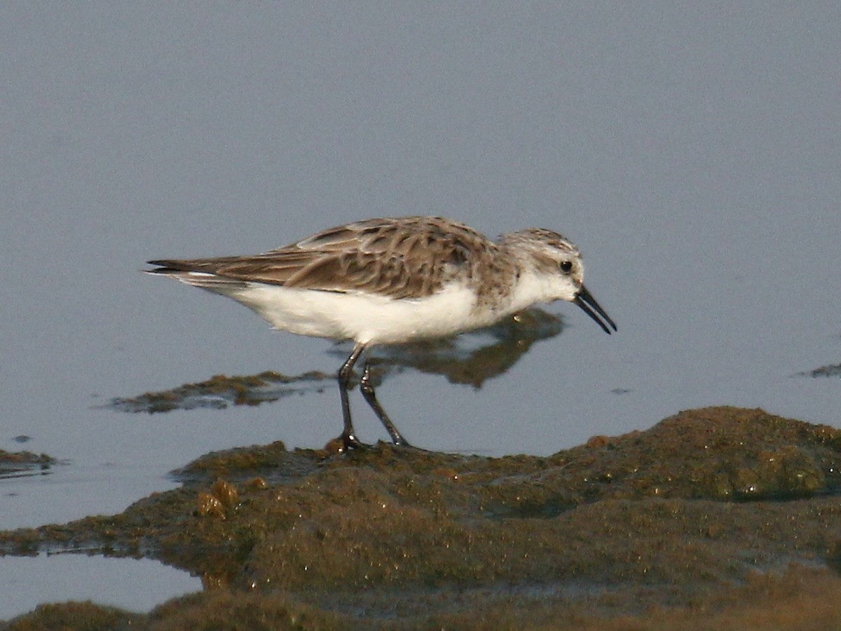 חופית אדומת-צוואר - ML646182844