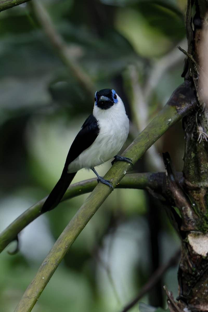 Frilled Monarch - ML646182845