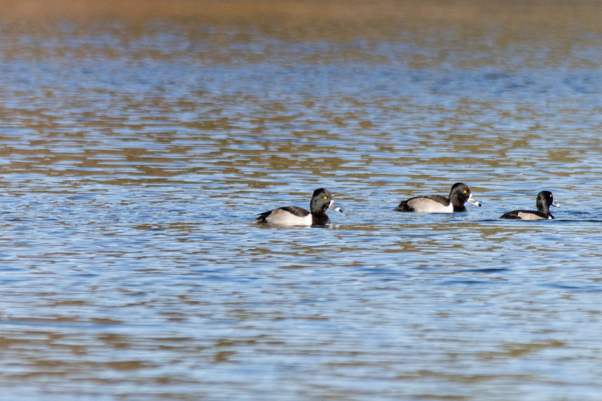 צולל צווארון - ML646182846