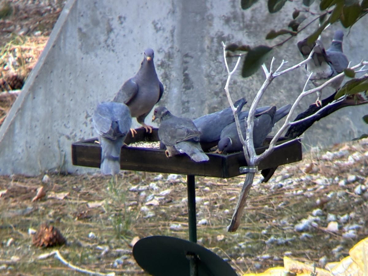 Band-tailed Pigeon - ML646182847
