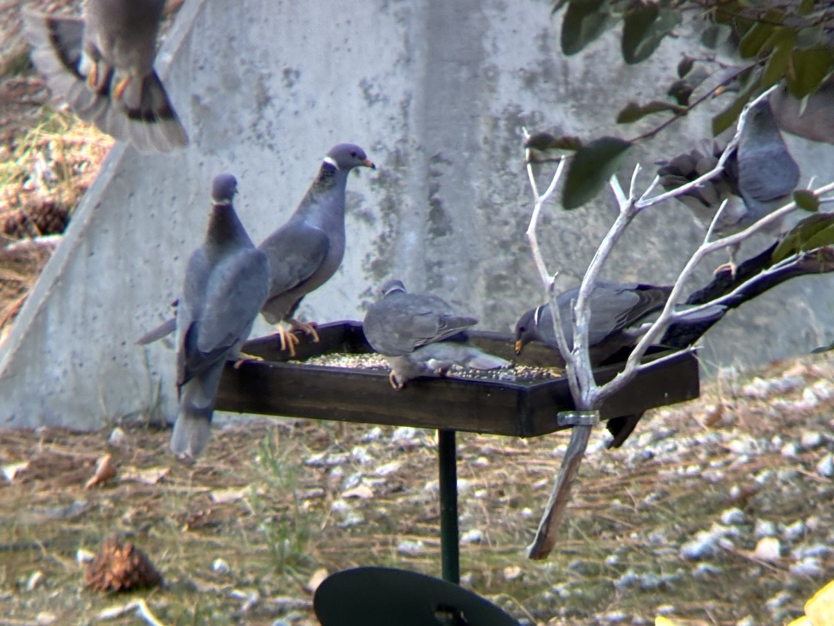 Band-tailed Pigeon - ML646182848