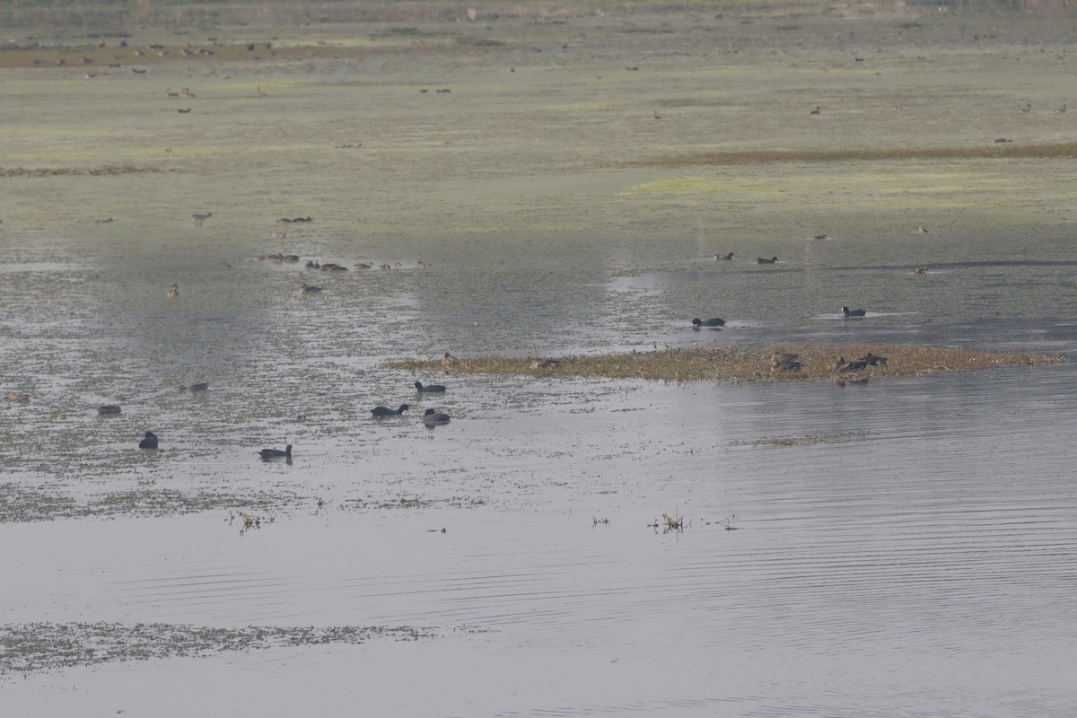 אגמית מצויה - ML646182849