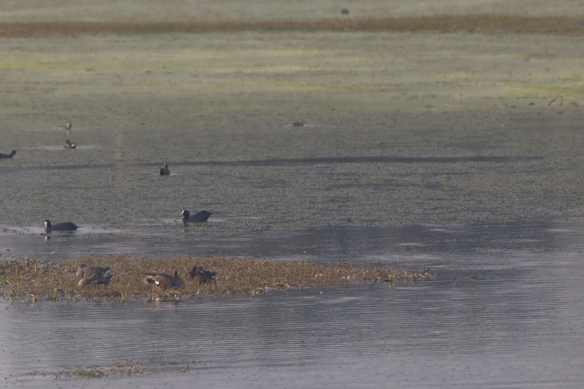אגמית מצויה - ML646182850