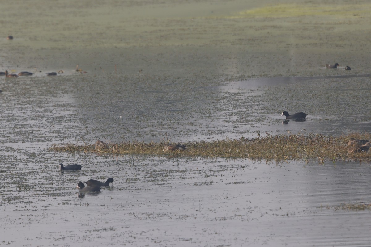 אגמית מצויה - ML646182851