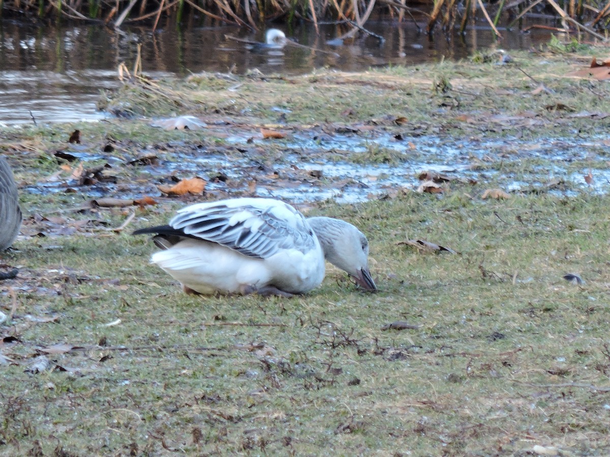 אווז שלג - ML646182852