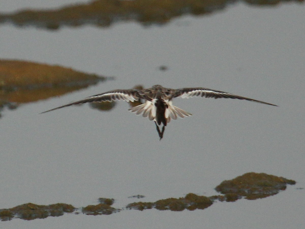 חופית אדומת-צוואר - ML646182853