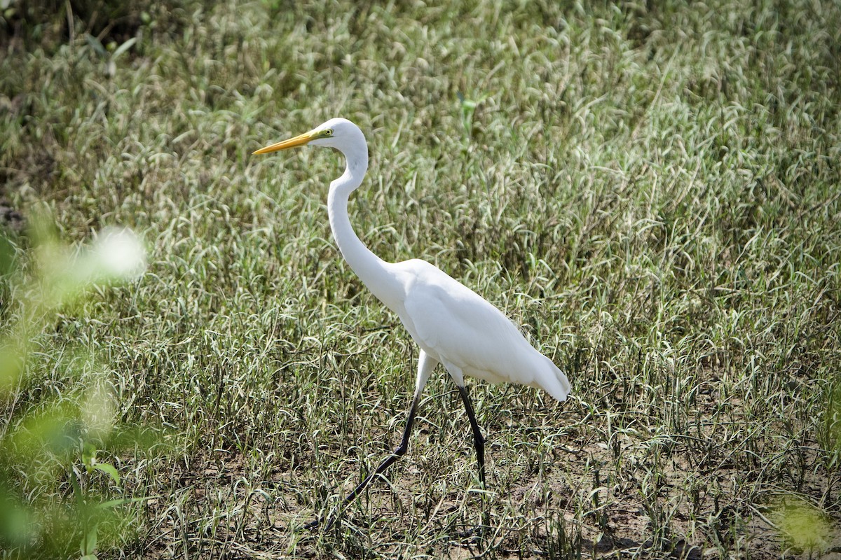 לבנית גדולה - ML646182854