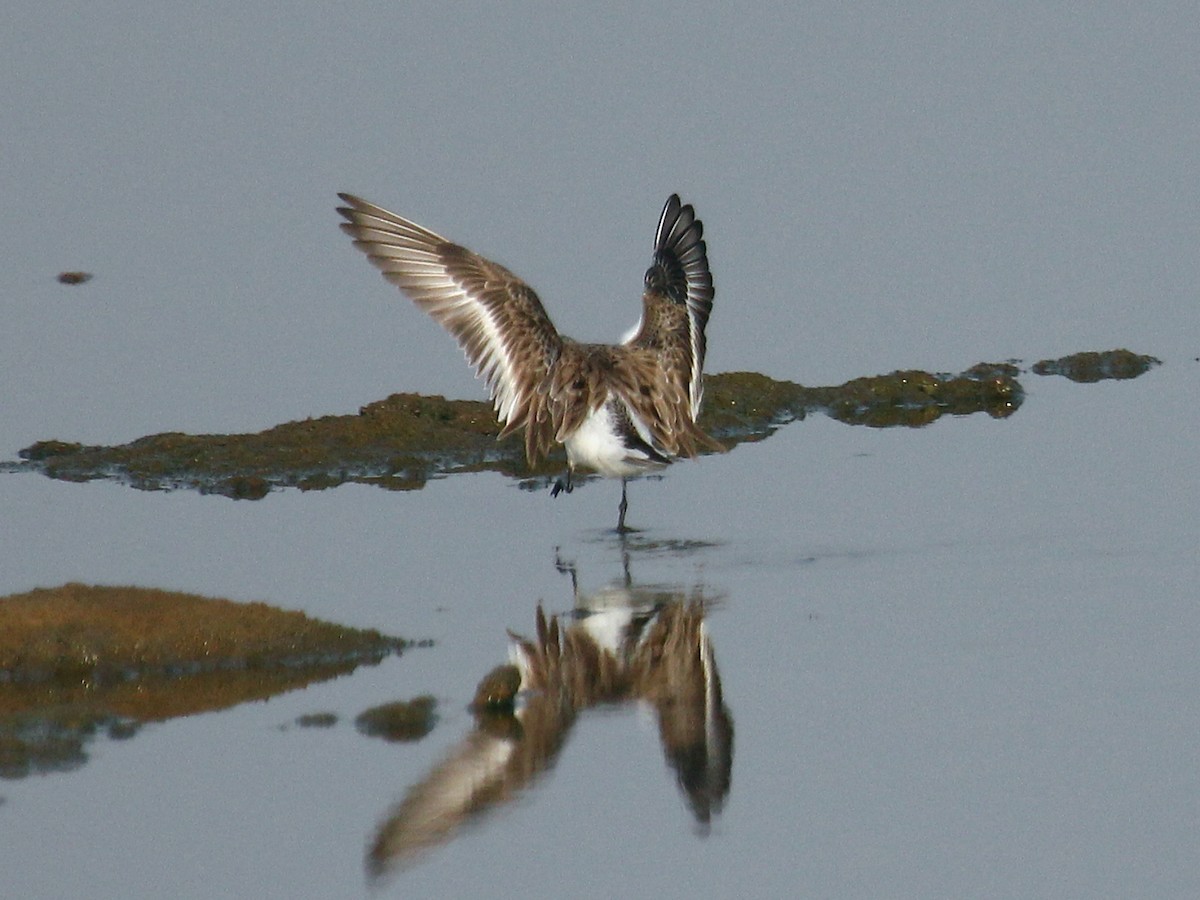 חופית אדומת-צוואר - ML646182855