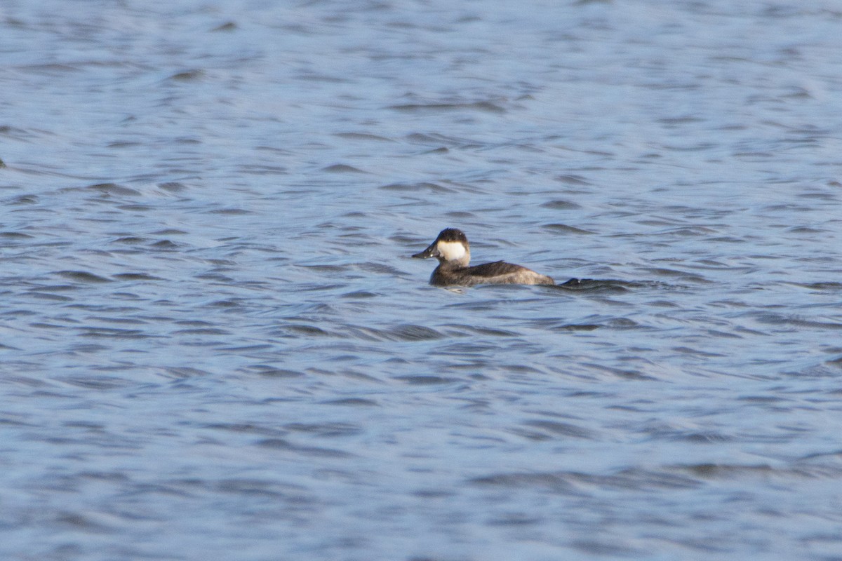 צחראש אדמוני - ML646182856