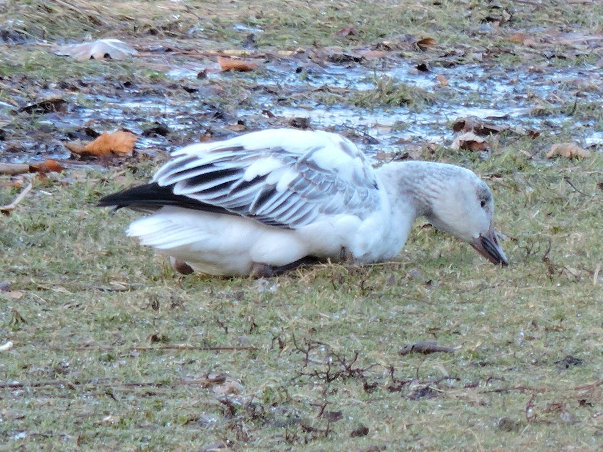 אווז שלג - ML646182857