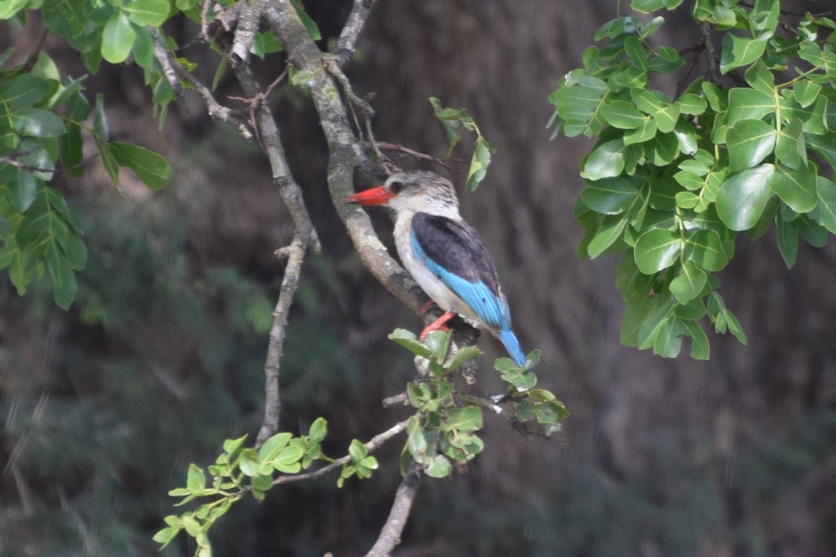 Brown-hooded Kingfisher - ML646182858