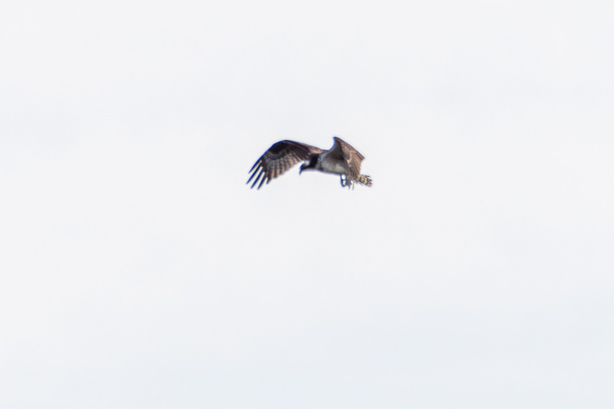 orlovec říční - ML646182859