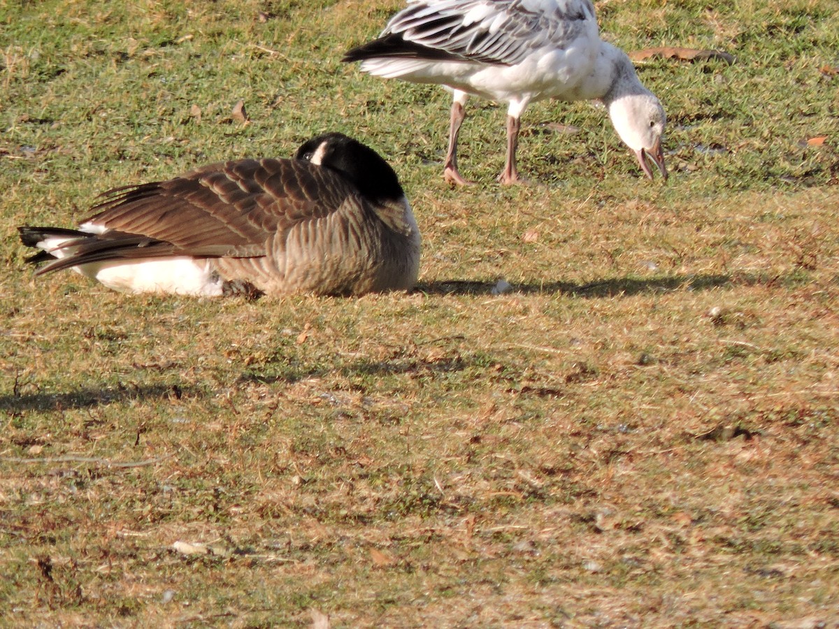 אווז שלג - ML646182861