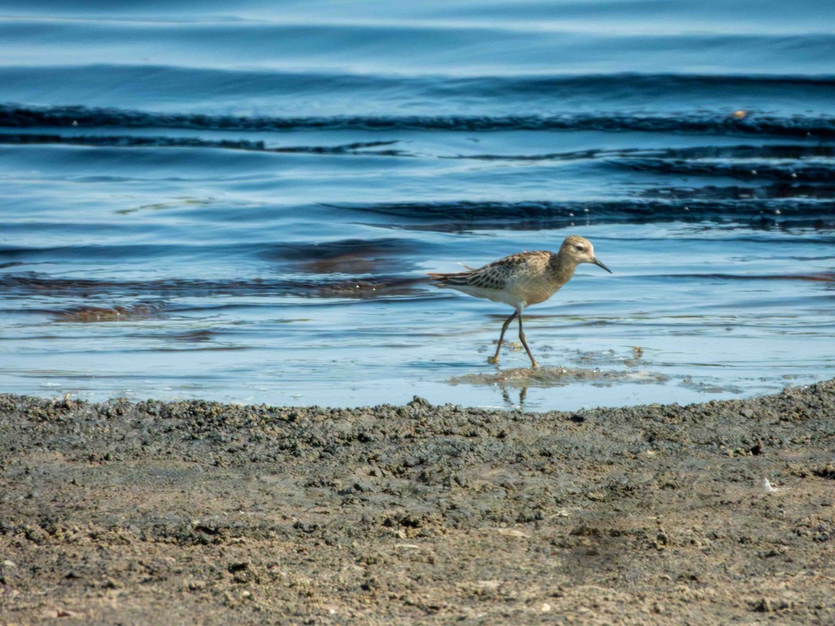 חופית זהובת-גחון - ML646182862