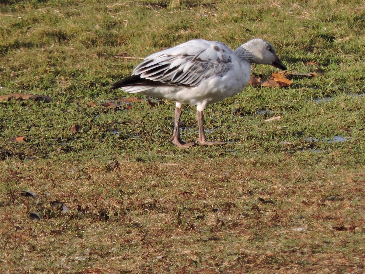 אווז שלג - ML646182865