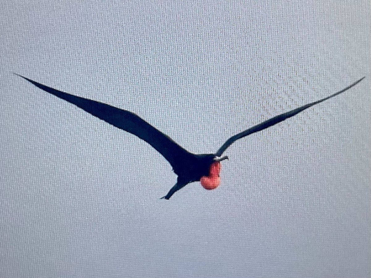 פריגט הדור - ML646182867