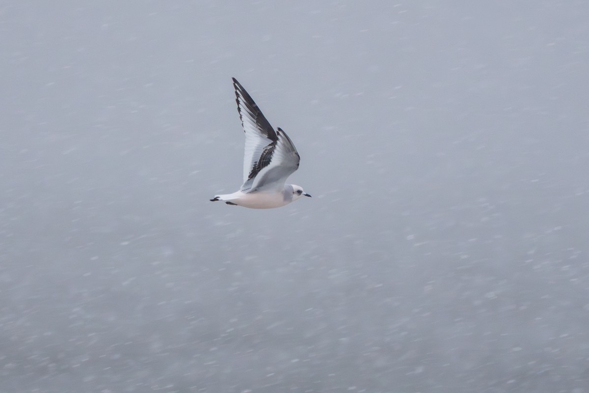 שחף ורוד - ML646182868