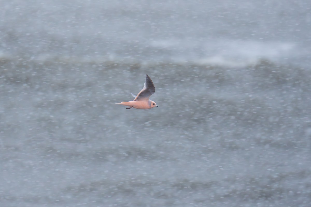 Antxeta arrosa - ML646182869