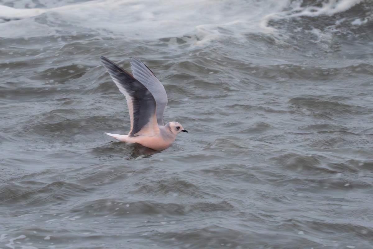 שחף ורוד - ML646182870