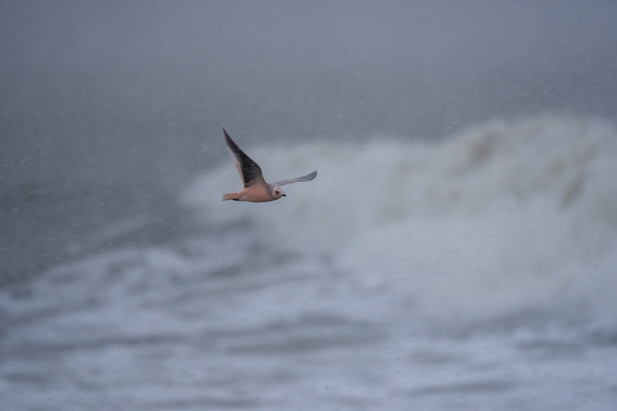 שחף ורוד - ML646182871