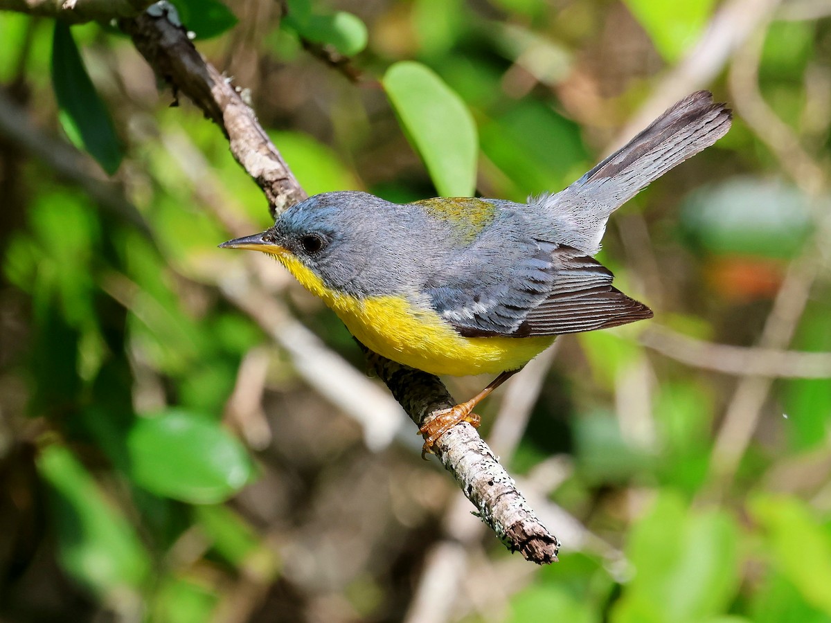 Tropical Parula - ML646182873