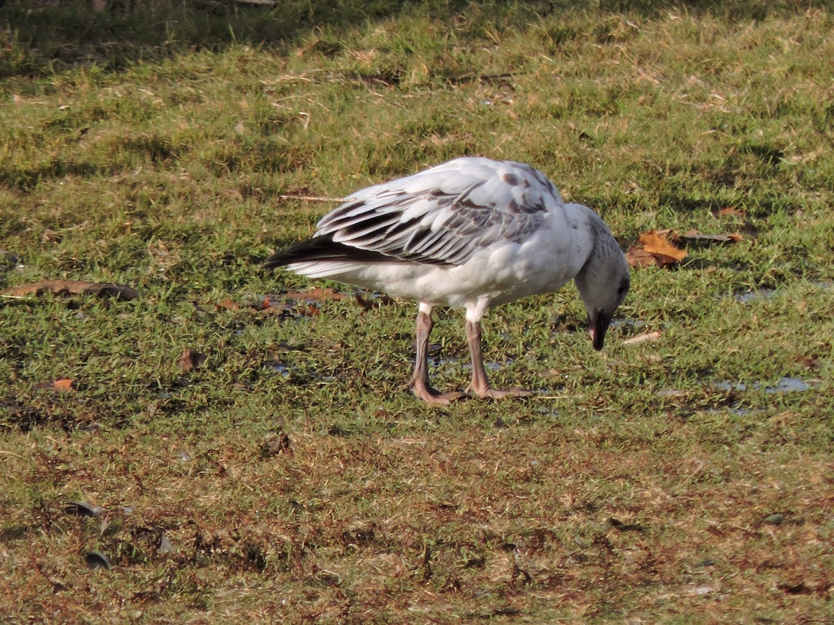 אווז שלג - ML646182874