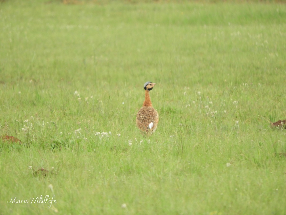 White-bellied Bustard - ML646182876