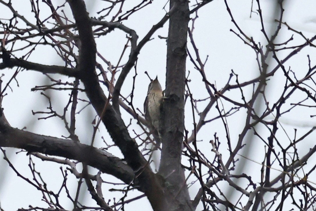 נקר גמדי - ML646182879