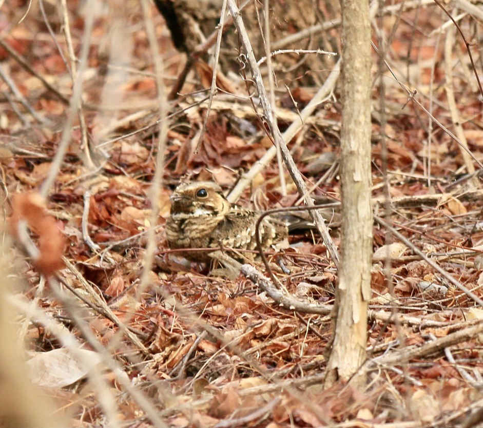 Common Pauraque - ML646182880