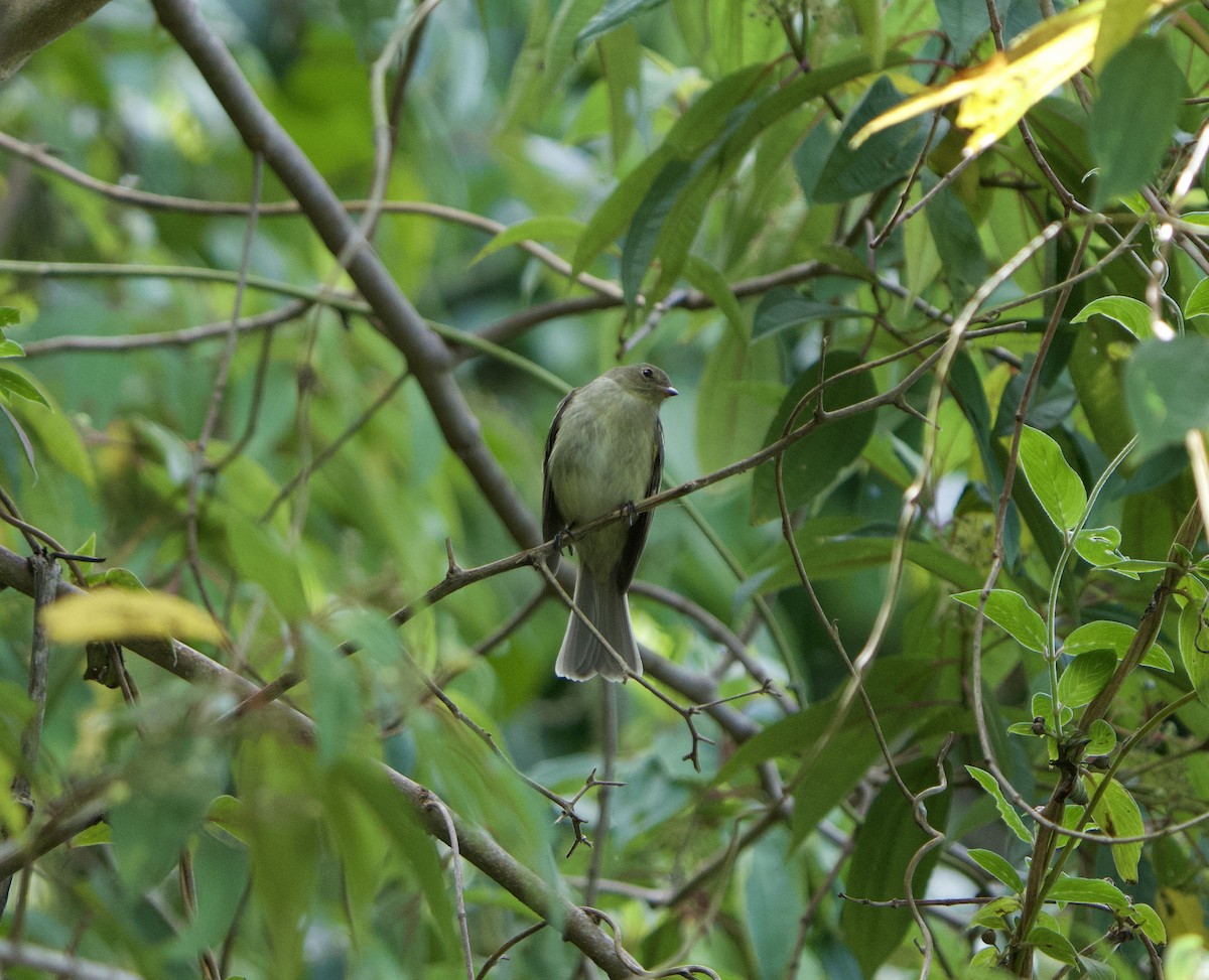 Mountain Elaenia - ML646182881