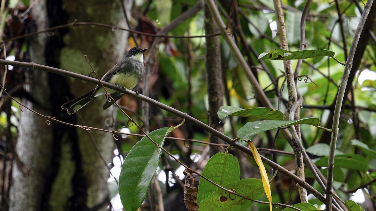 Northern Fantail - ML646182882