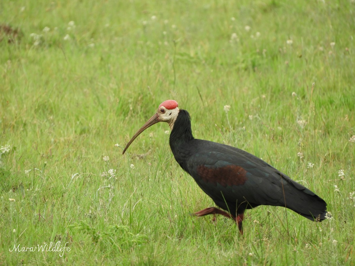 Southern Bald Ibis - ML646182887