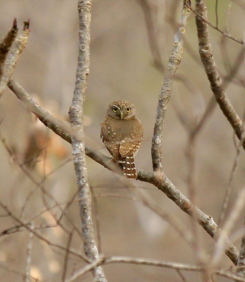 Colima Pygmy-Owl - ML646182888