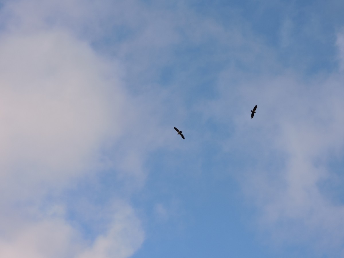 Bald Eagle - ML646182891