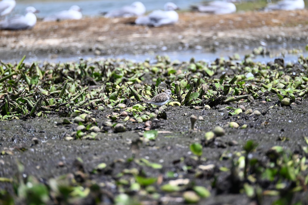 Little Stint - ML646182893