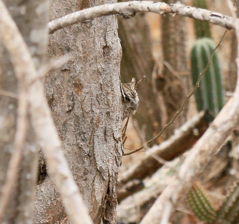 výreček pacifický - ML646182897