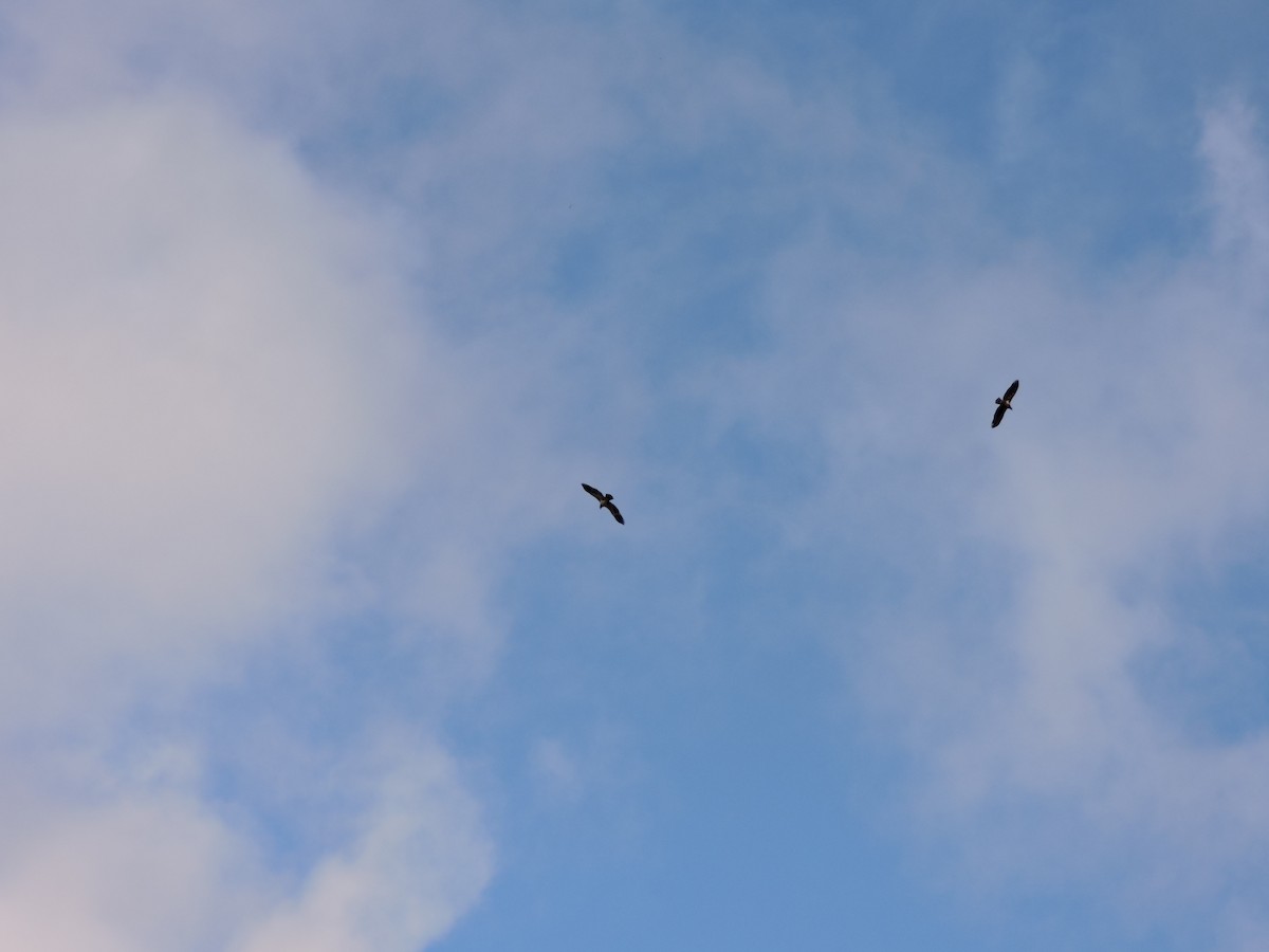 Bald Eagle - ML646182899