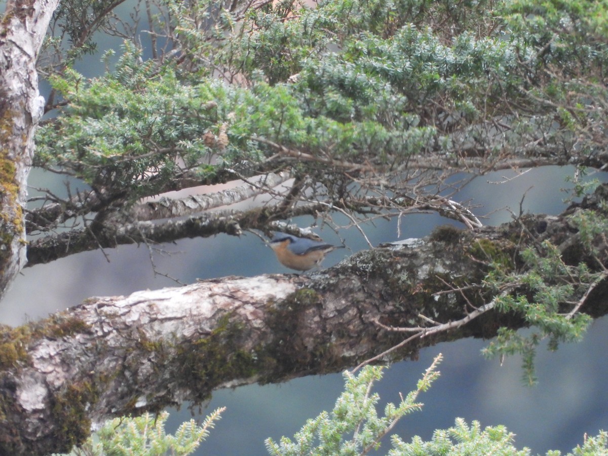 סיטה אירופית - ML646182904