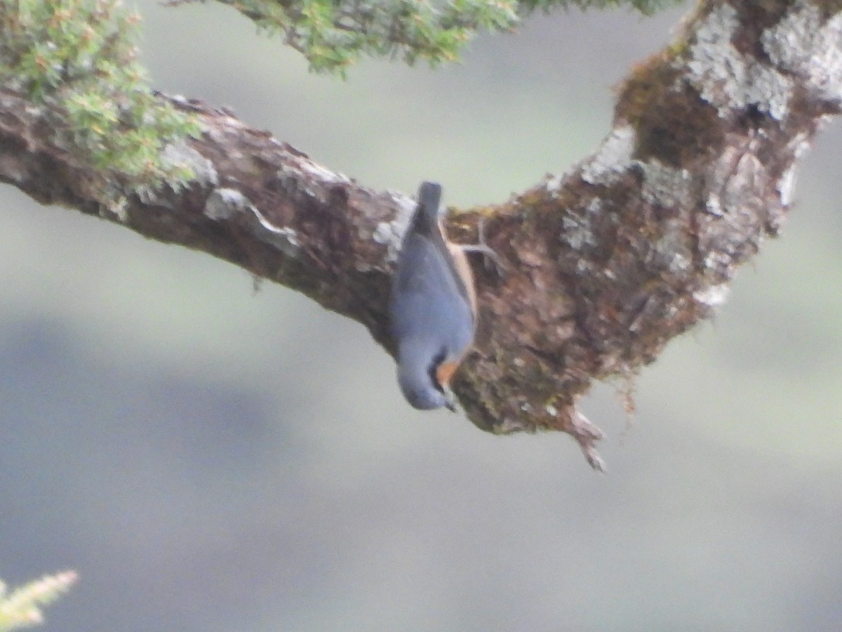 סיטה אירופית - ML646182905