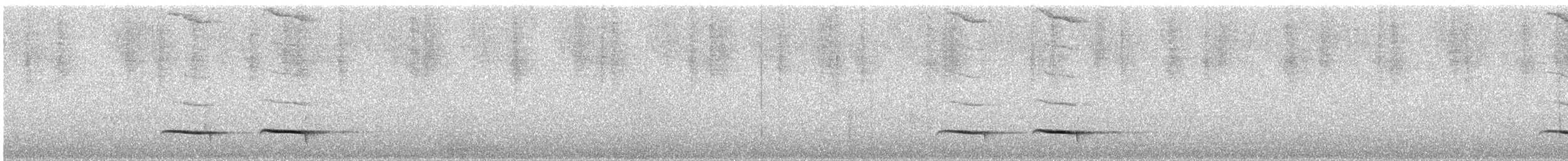 White-bellied Antpitta - ML646182906