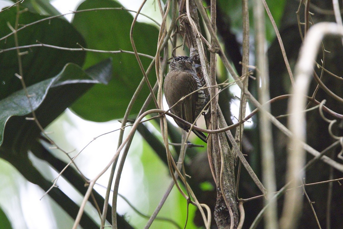 Carpinterito Variable - ML646182910