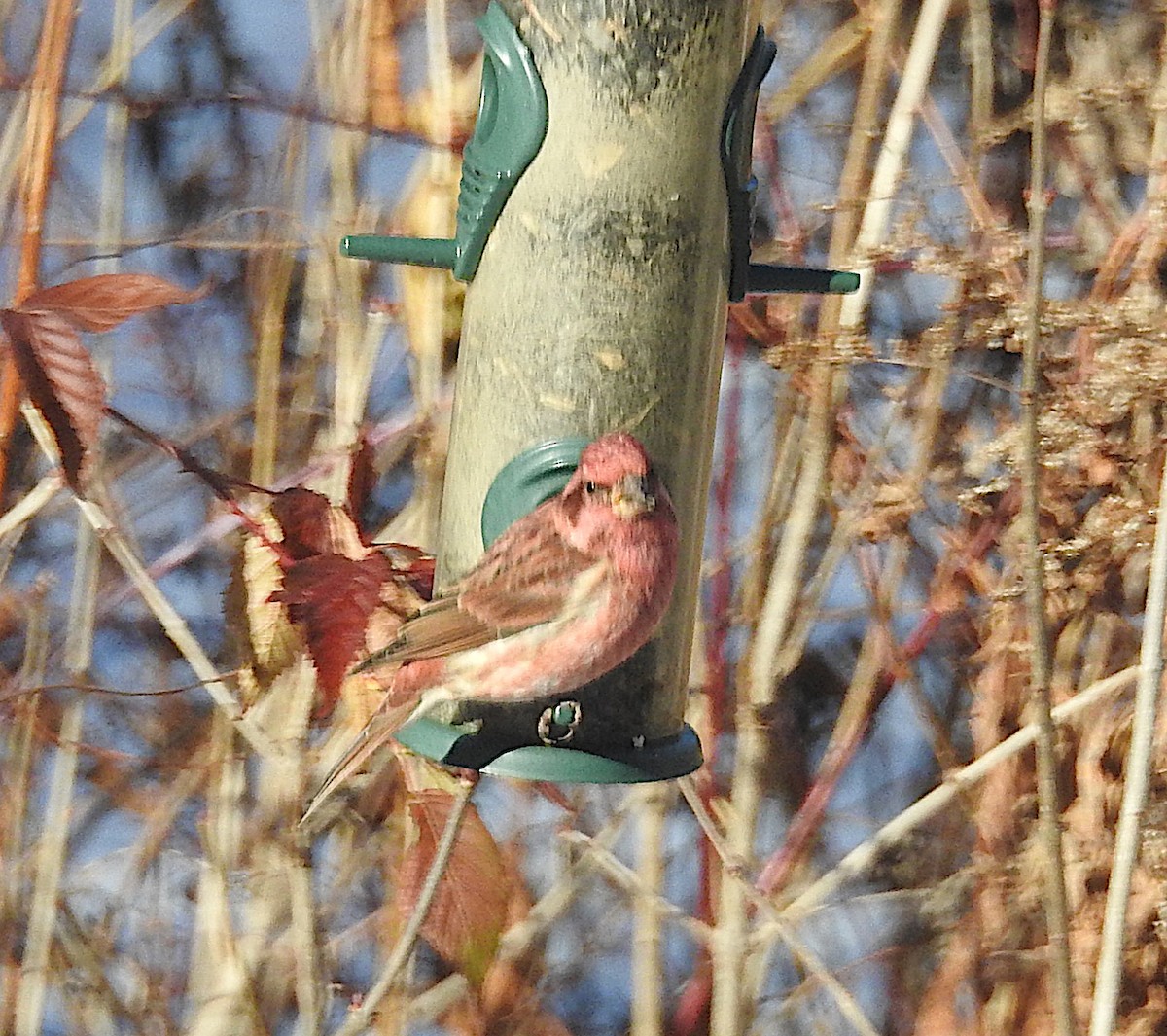 Purple Finch - ML646182911