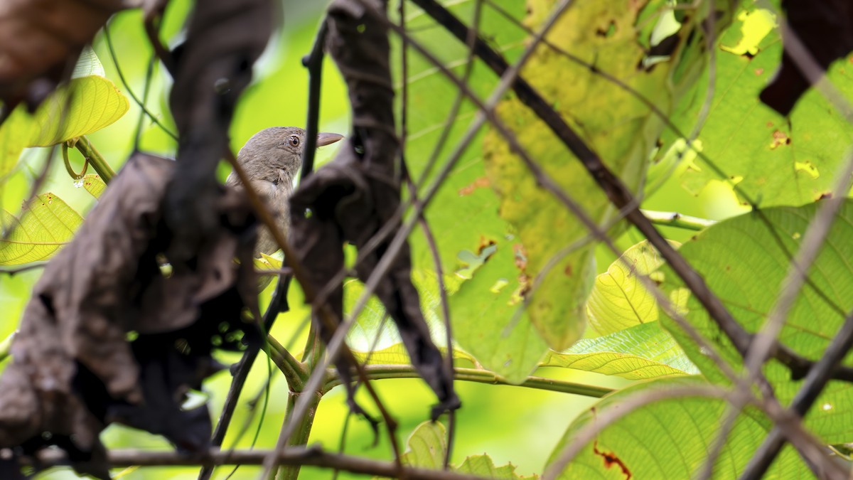 Little Shrikethrush - ML646182912