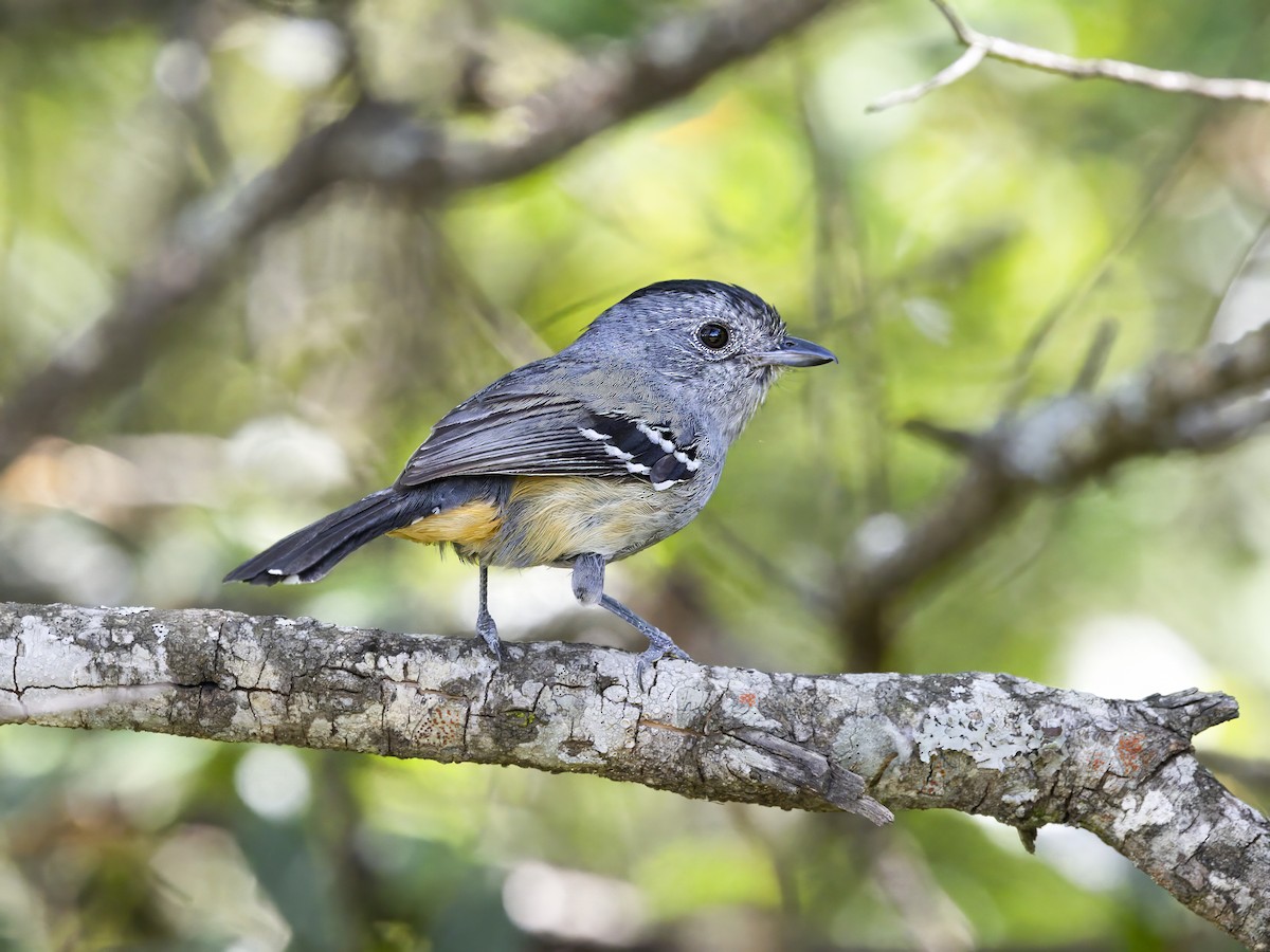 Variable Antshrike - ML646182919
