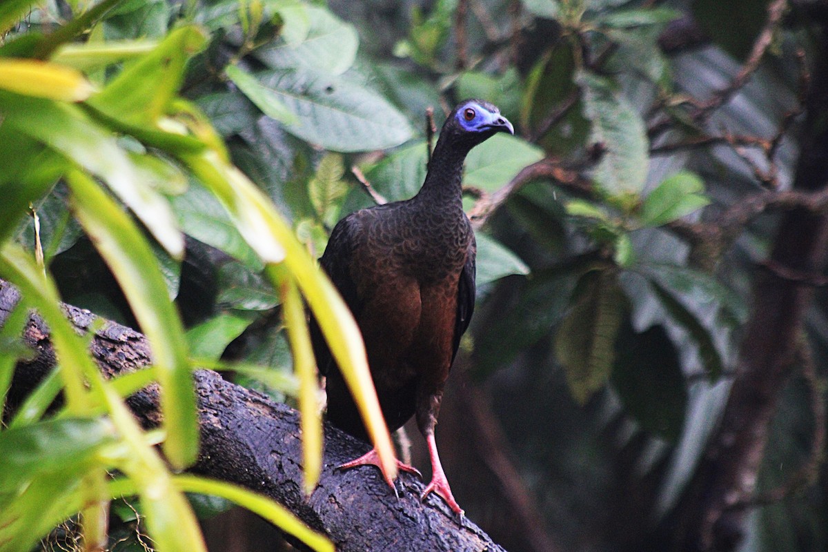 Sickle-winged Guan - ML646182920
