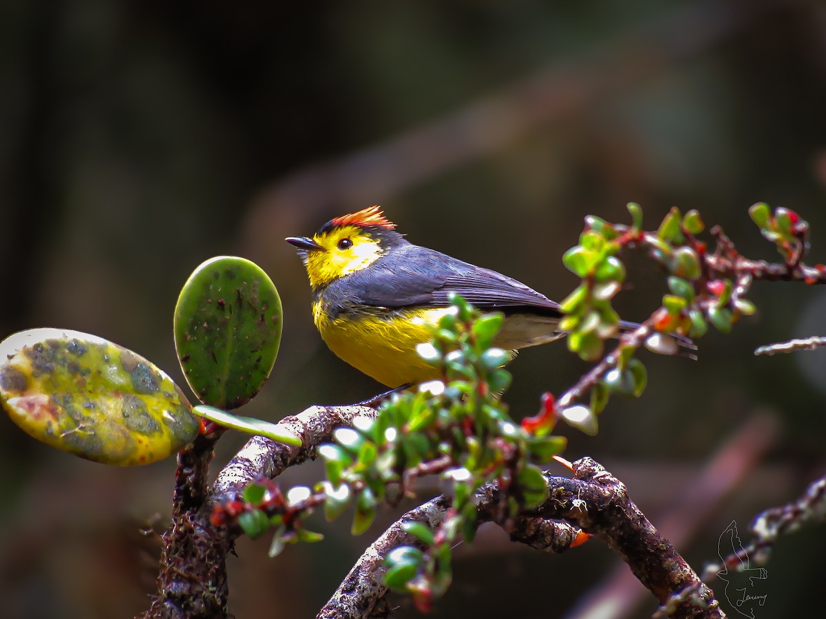 Collared Redstart - ML646182922