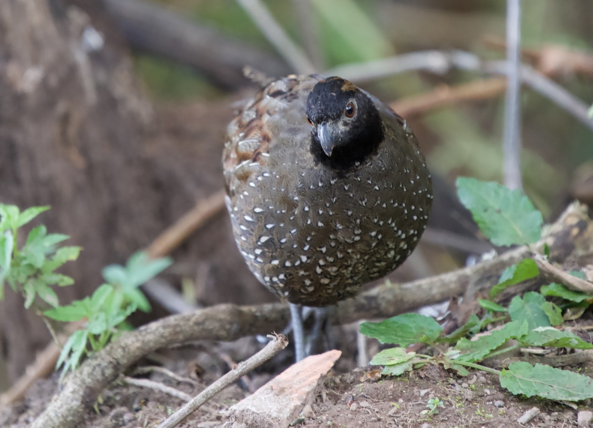 Black-fronted Wood-Quail - ML646182923