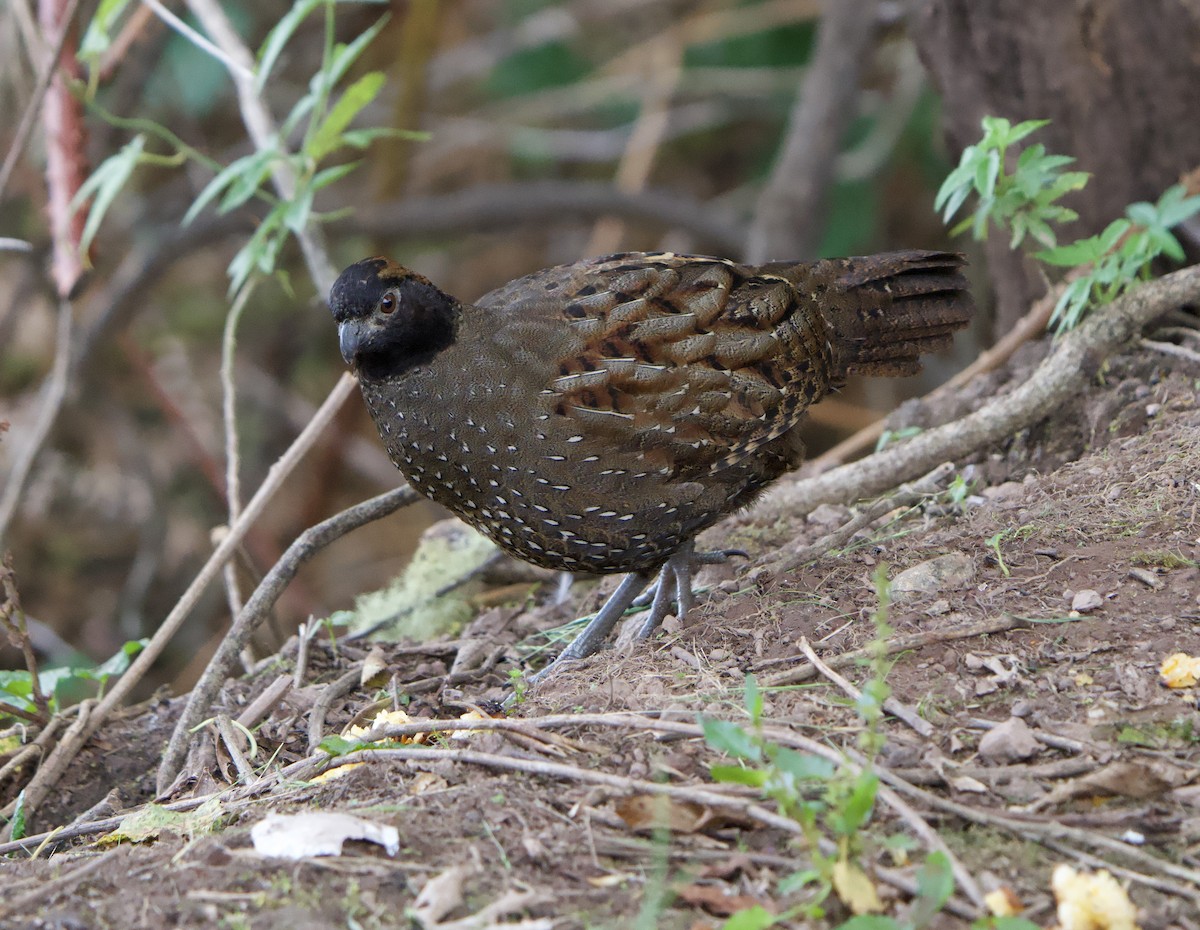 Black-fronted Wood-Quail - ML646182926
